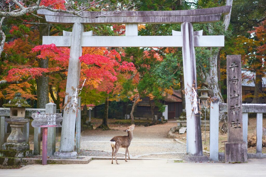 Deer in Nara Park, Japan